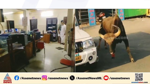 ഇടുക്കി മറയൂരിൽ ഭീതി വിതച്ച് കാട്ടു പോത്ത്; ആദിവാസി ഉന്നതിയിലെ രണ്ട് പേർക്ക് പരിക്ക്