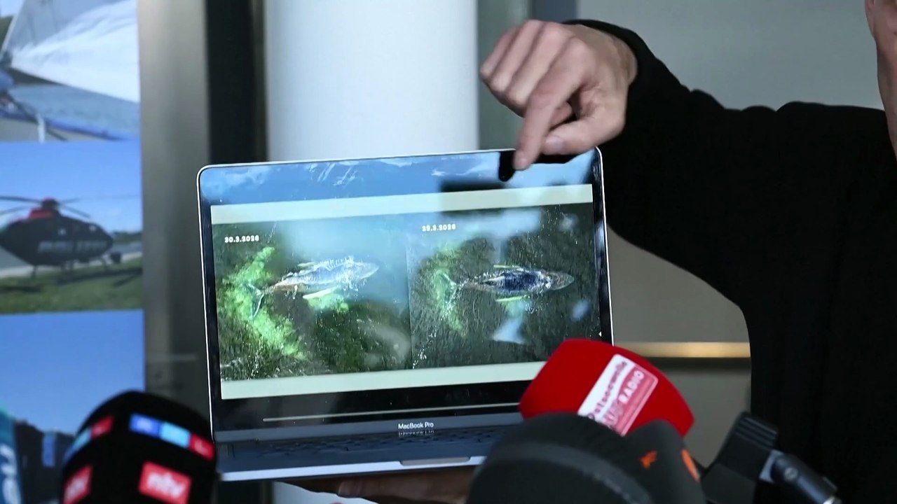 Time running out for stranded humpback whale 'Timmy'