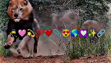Animal beautiful video only daily motation