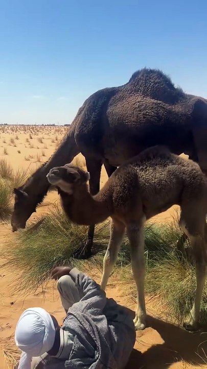 Camels