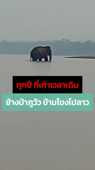 ทุกปีที่เก่าเวลาเดิม ! ช้างป่าภูวัว ว่ายน้ำข้ามโขงไปฝั่ง สปป.ลาว