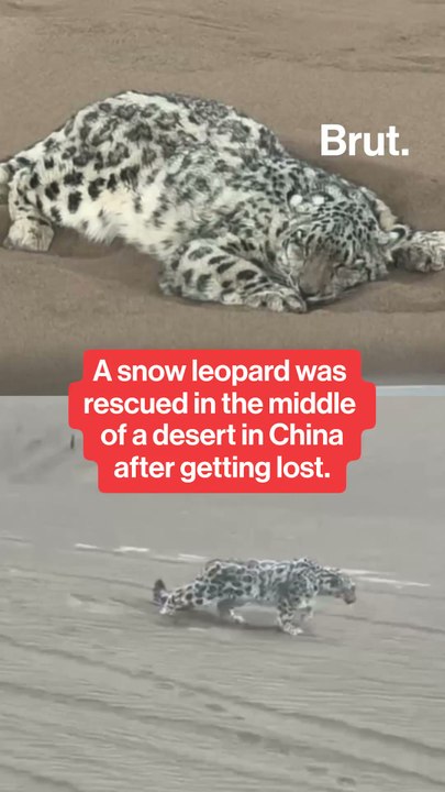 A snow leopard got lost in the desert in China.