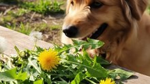 FarmPally hints at Human Foods that are Healthy for Dogs
