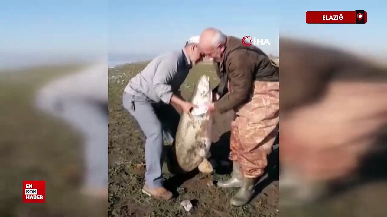 Elazığ’da amatör balıkçılar 65 kilo ağırlığında turna balığı yakaladı