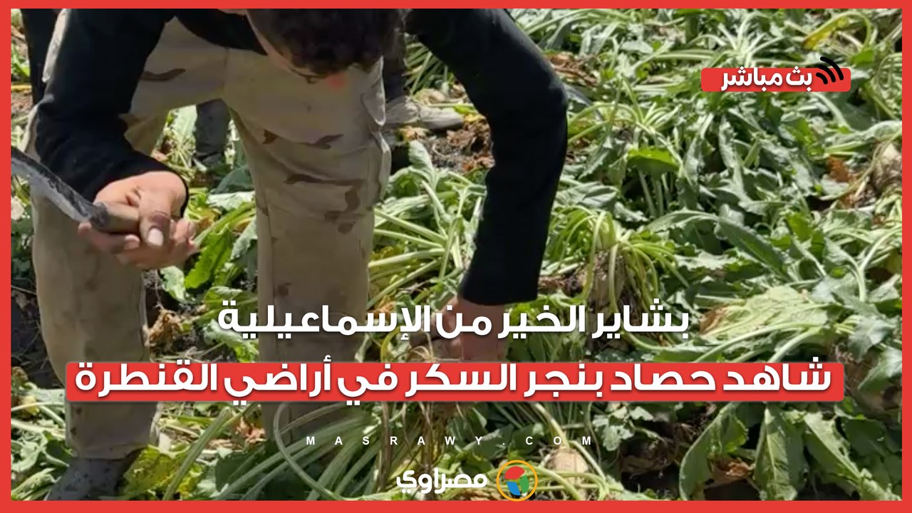 بشاير الخير من الإسماعيلية.. شاهد حصاد بنجر السكر في أراضي القنطرة