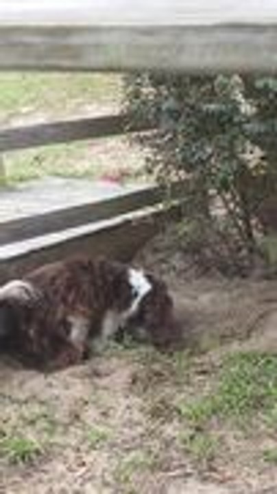 English Springer Spaniel Digs Up Muddy Ball After Burying It in Hole