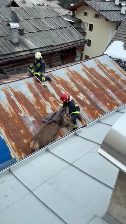 Cervo sul tetto: salvata dai pompieri (Video dei Vigili del fuoco di Canazei)