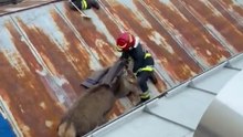 Cervo sul tetto: salvata dai pompieri (Video dei Vigili del fuoco di Canazei)