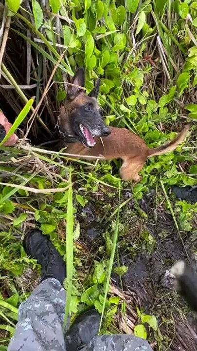 Cadela farejadora ajuda polícia a localizar drogas escondidas em Arapiraca