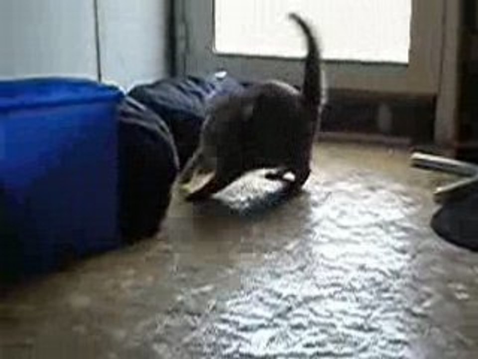 Kikou souris 2