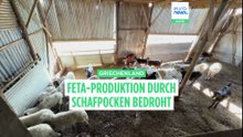 600.000 Schafe getötet: Griechenlands Feta-Produktion durch Schafpocken ernsthaft bedroht