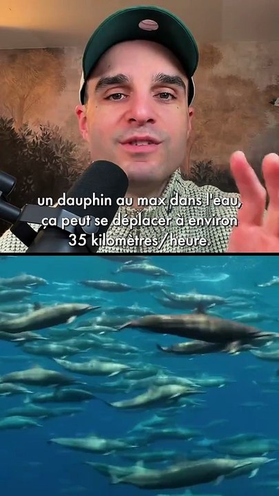 L’animal marin le plus rapide de la planète ?