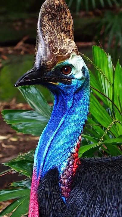 Voici l’oiseau le plus dangereux du monde !