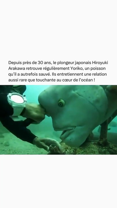 Japon : Ce plongeur retrouve Yoriko, le poisson qu'il a sauvé il y a 30 ans — Une amitié unique et touchante au fond de l'océan