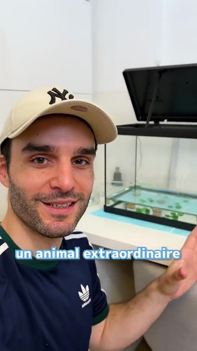 J’élève des bébés axolotl, ils sont incroyables 💚