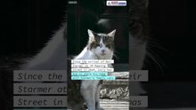 Larry the Cat Turns 15 at Downing Street — Meet Britain’s Real Boss  #Shorts
