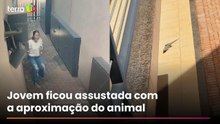 Mulher escala portão para fugir de lagarto em condomínio no interior de SP
