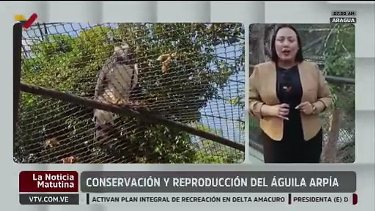 Descubre el proceso de conservación del águila arpía en el Zoológico Las Delicias de Maracay