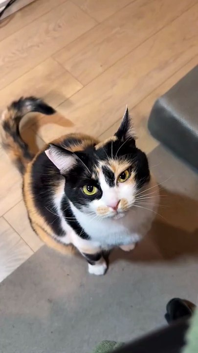 A Cute Kitten Meowing and Jumping Up Toward Me.” 🐾😺