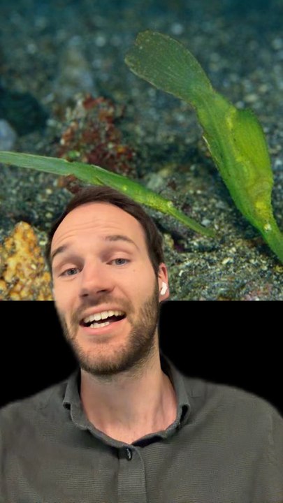 Des ALGUES comme des POISSONS