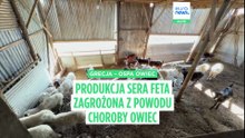 Grecja: Produkcja fety poważnie zagrożona przez ospę owiec
