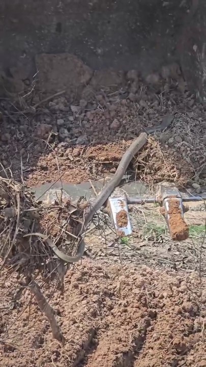 Two cobras in Cambodia
