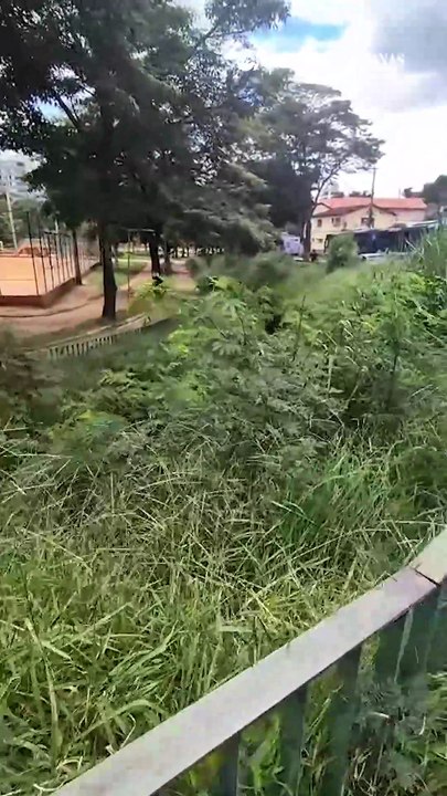 Mato alto na Praça Carioca, ao lado da Praça JK, no Sion