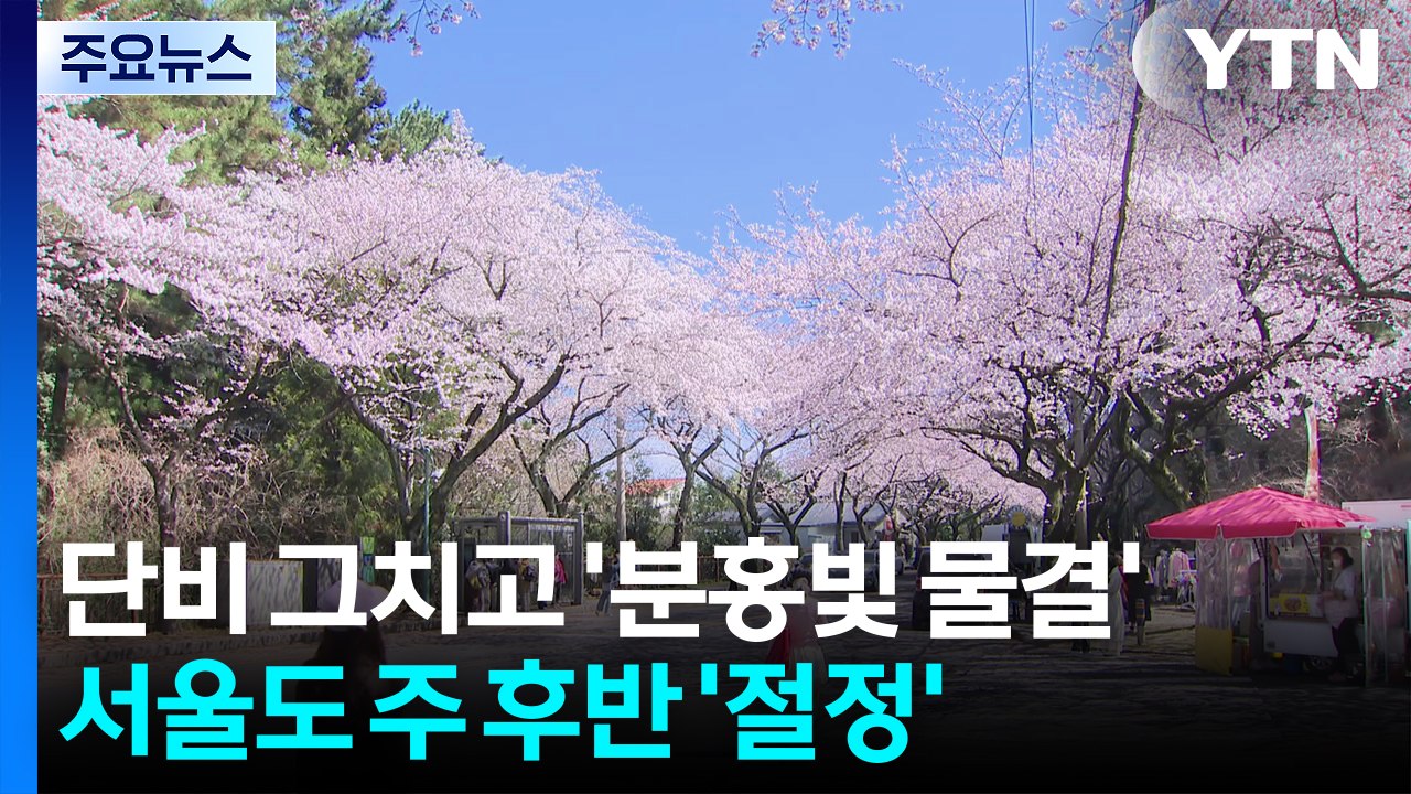 [날씨] 단비 그치고 '분홍빛 물결'...서울도 주 후반 '절정' / YTN