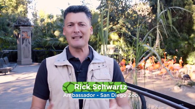 A closer look at flamingo annual health checks at the San Diego Zoo