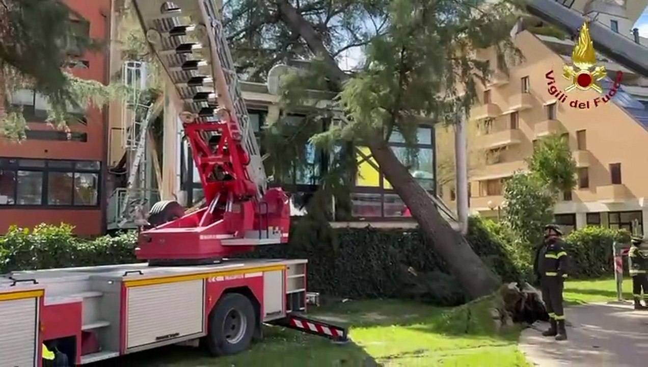 Arezzo, imponente albero cade per il vento e si addossa a un edificio