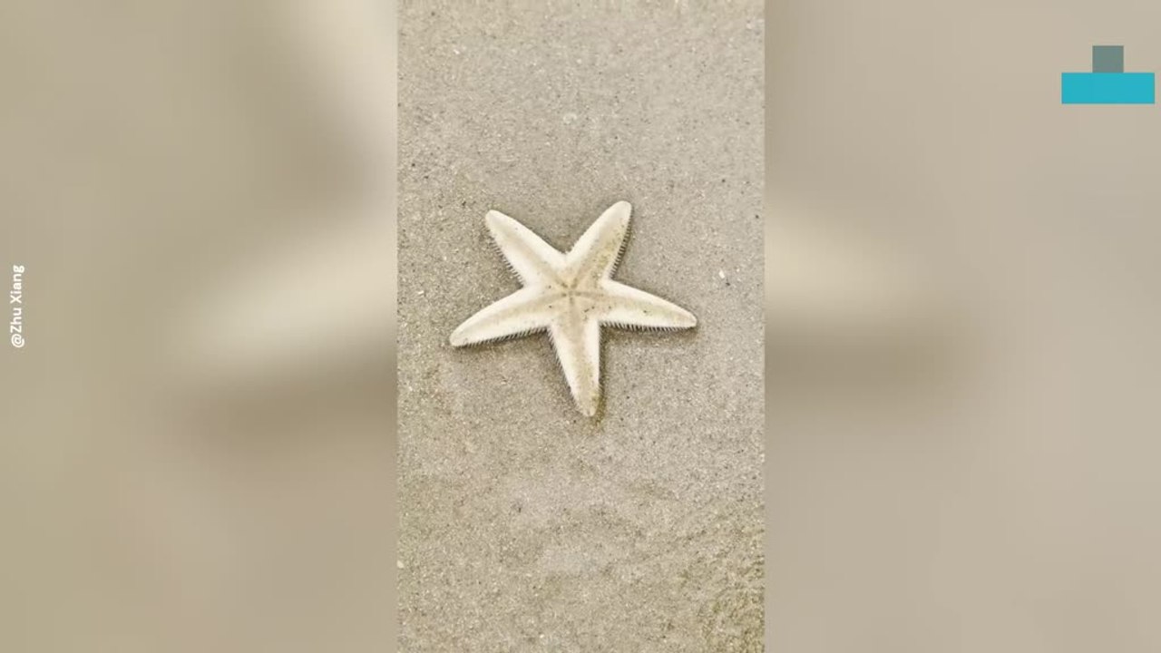 Starfish Vanishes Into Sand in Seconds in Stunning Camouflage Display