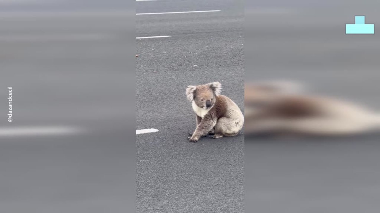 Quick Thinking Strangers Rescue Koala From Busy Highway Traffic
