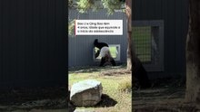 Pandas gigantes encantam internautas ao ‘flertarem’ em zoológico nos EUA #shorts