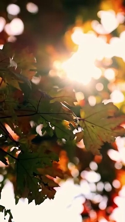 In Sickness, In Love (DUBBED) Full Chinese Drama