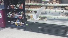 Sneaky Seagull Steals Sandwich in Seconds – Hilarious Snack Snatch 🐦|| Heartsome 💖