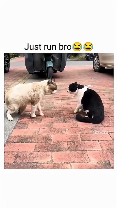 Funny cats  #cats #funny #viral