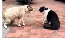 Funny cat😂😂😂