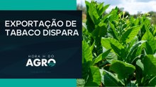 Brasil lidera exportação de tabaco e setor cresce 23% - Hora H do Agro