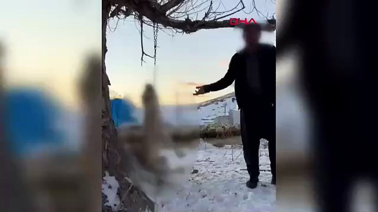 İnsanlığın bitti nokta! Köpeğini ağaca asarak öldürdü