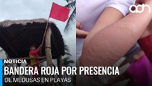 Activan bandera roja por presencia de medusas en playas de Paraíso, Tabasco