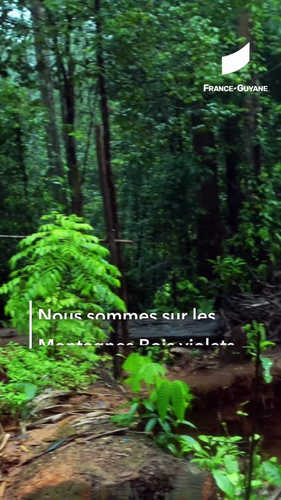 [GUYANE] Légion étrangère : opération choc contre les garimpeiros en pleine forêt