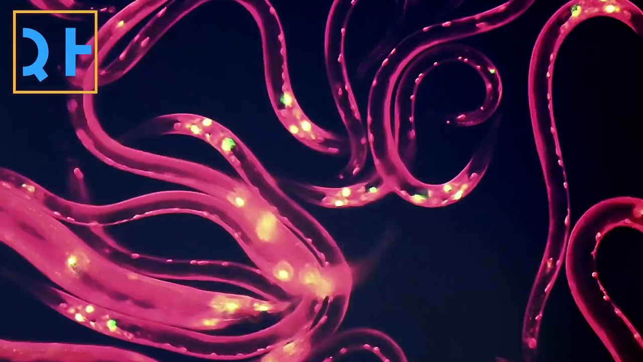 Tiny Worm Flash Mob Caught Under the Microscope