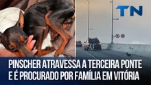 Pinscher atravessa a Terceira Ponte e é procurado por família em Vitória