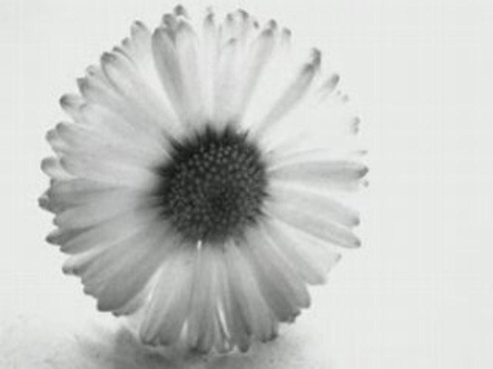 Blogg
