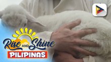Wednesday Pet's Day | Alamin ang kahalagahan ng lamb o tupa!