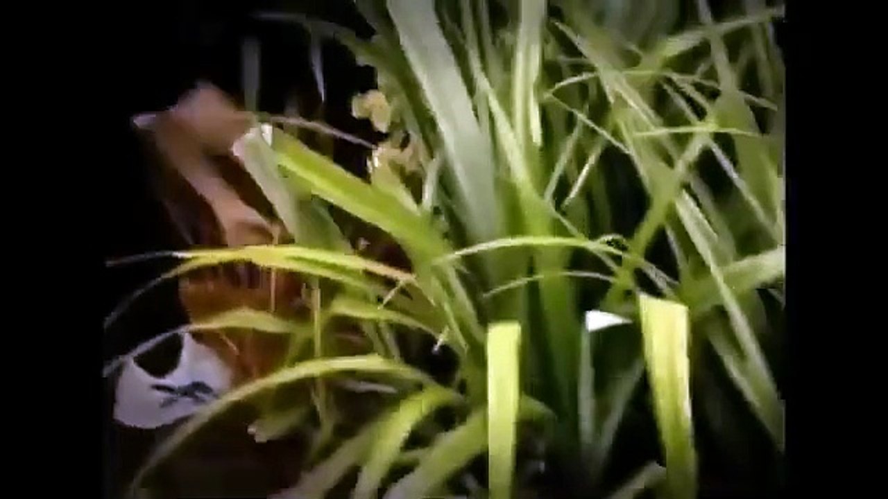 EP. 66 - THE MURDER OF TANIA FURLAN [TRUE CRIME]