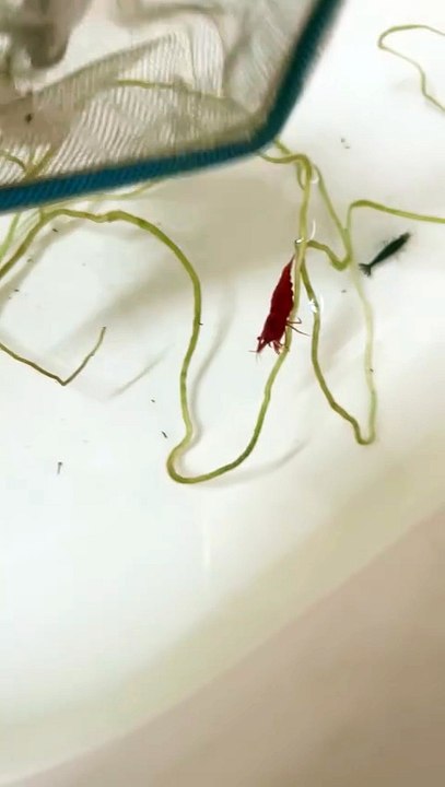 Red shrimp