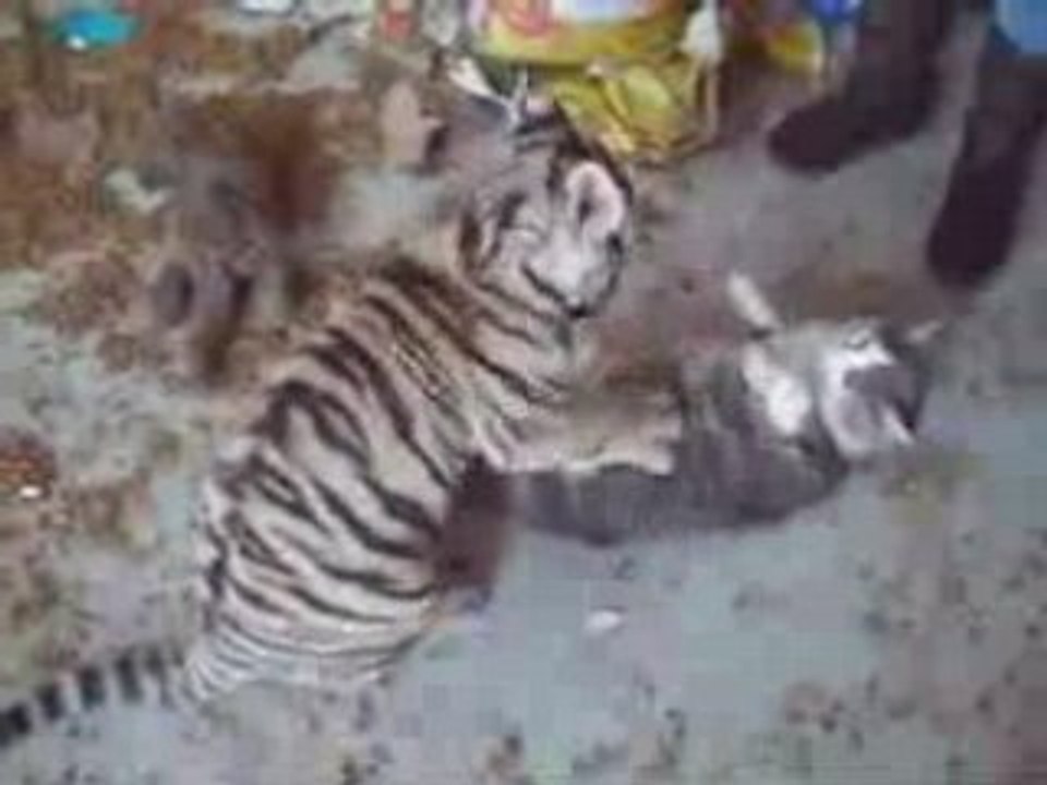 Gato-tigre