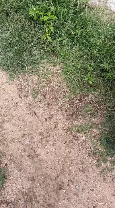 Moradores da Rua Antônio Macedo, no bairro Belo Horizonte, reclamam de falta de água; gerente da Cagepa se pronuncia