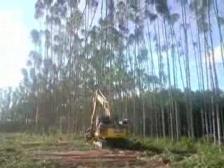 Aktuelle Baumfällungen in Brasilien 🌳 – Was Sie wissen sollten